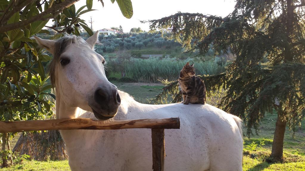 Il Casale Alle Farine Viterbo Dış mekan fotoğraf